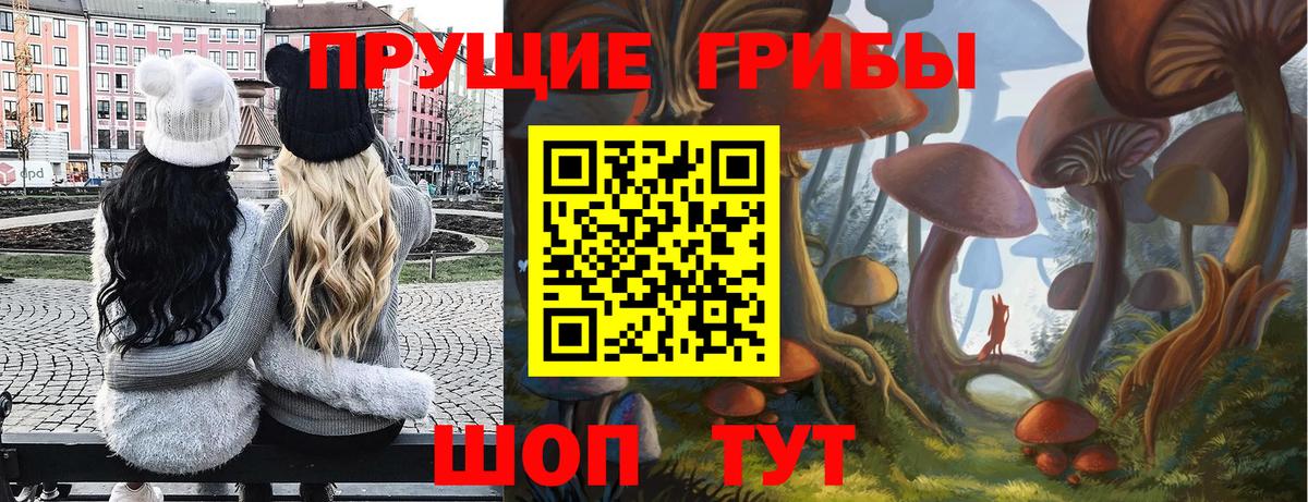 Кудрово  Псилоцибиновые грибы Psilocybe  Вход с VPN 